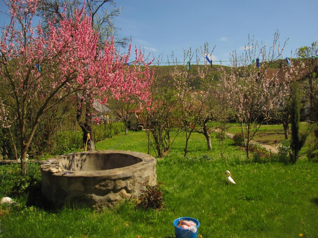 Pensiunea Sighişoara Dış mekan fotoğraf